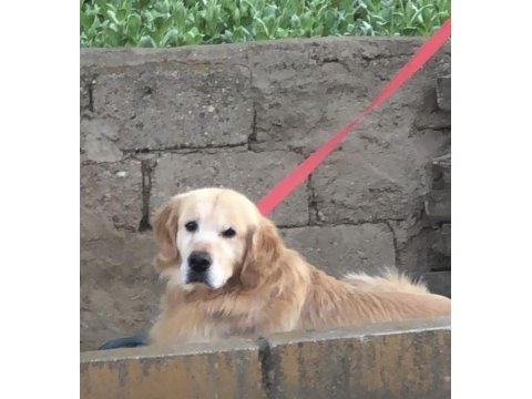 Erkek golden retriever