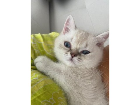 British shorthair mavi gözlü beyaz kedimizi sahiplendirme