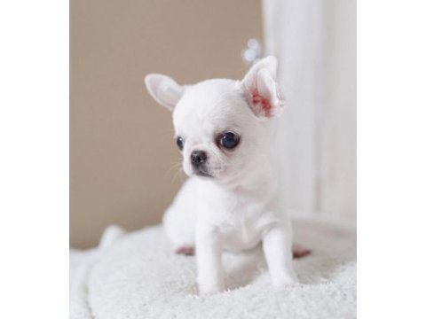 Mini elma kafa küt burun chihuahua bebekler