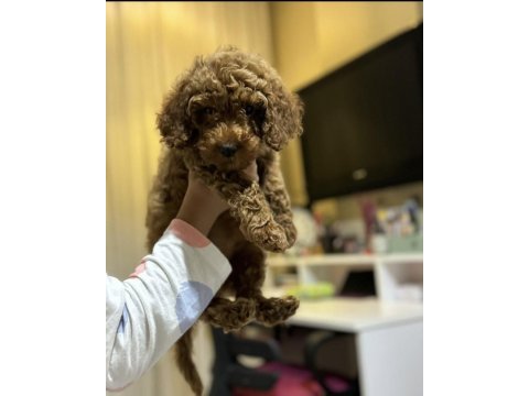 Erkek - dişi toy poodle yavrular yeni ailesini arıyor