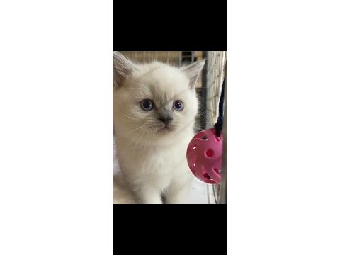 Sevimli british shorthair yavrular