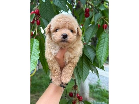 Maltipoo teacup bebekler