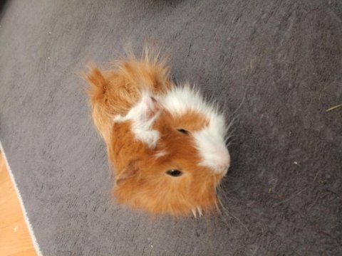 Guinea pig sağlıklı erkek ve dişi