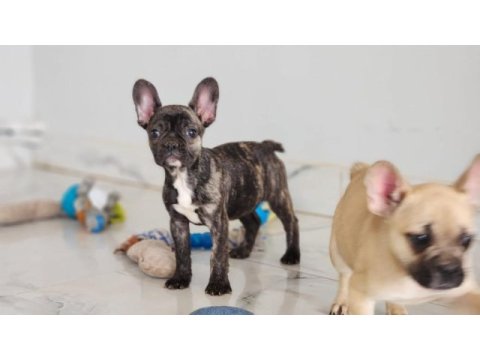 Muhteşem french bulldog yavruları