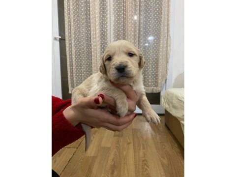 30 günlük sevimli golden retriever yavrularımız