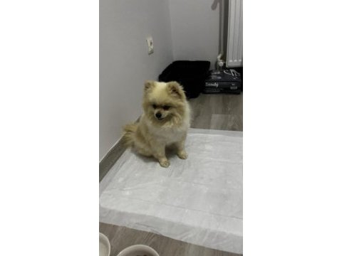 2.5 yaşında pomeranian boo surat prenses