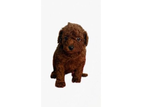 Kore toy poodle yavrularımız 