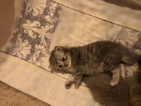 2 aylık british shorthair ve longhair kedilerimiz