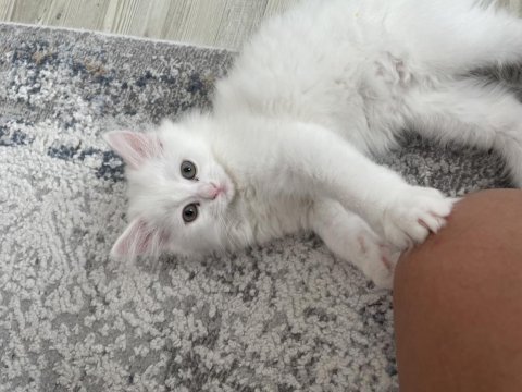 British longhair 2,5 aylık erkek