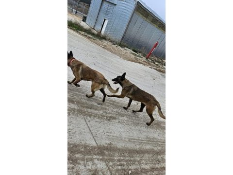Safkan belçika kurdu bu kalite de bir daha yok