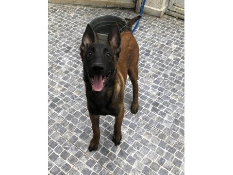 Safkan ırk garantili belçika kurdu