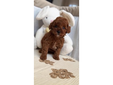 Toy poodle köpekleri
