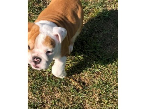 İngiliz bulldog bebeklerimiz