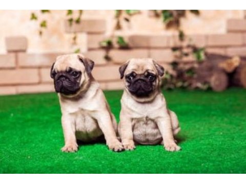 Irk ve sağlık garantili pug