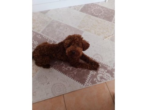 Korekan poodle koyu renk erkek