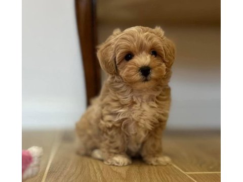 Maltipoo  yavrularımız 