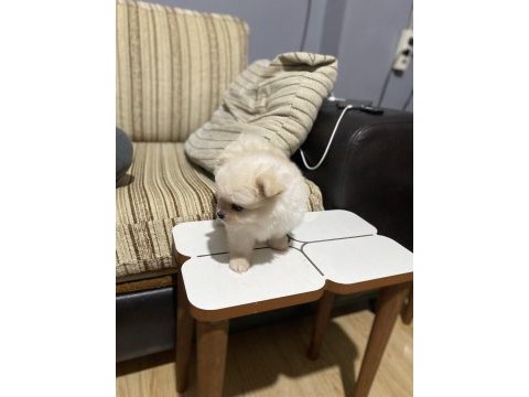 Pomerian boo