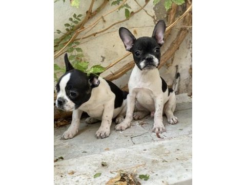 Konya içi elden teslim french bulldog yavrular