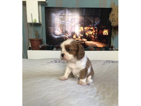 A kalite ırk ve sağlık garantili cavalier king charles