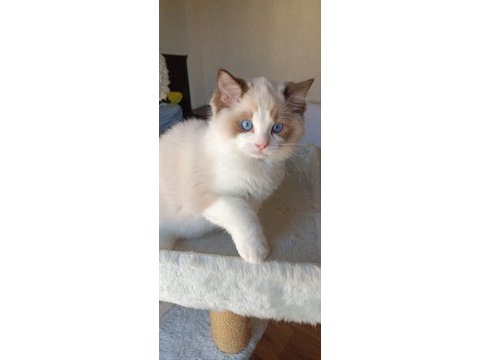 Show kalite erkek ragdoll yavrumuz yeni ailesini arıyor