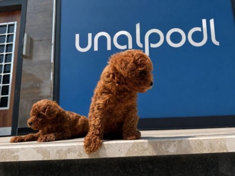 Irk garantili toy poodle yavrular