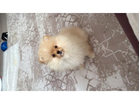 3 aylık pomeranian