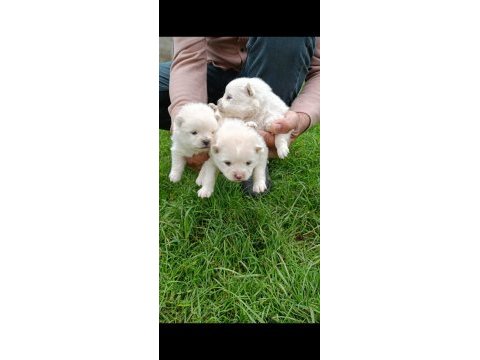 Spitz köpekler (pomeranian spitz)
