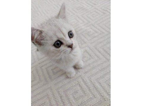2 aylık british shorthair bebişimiz yeni ailesini arıyor