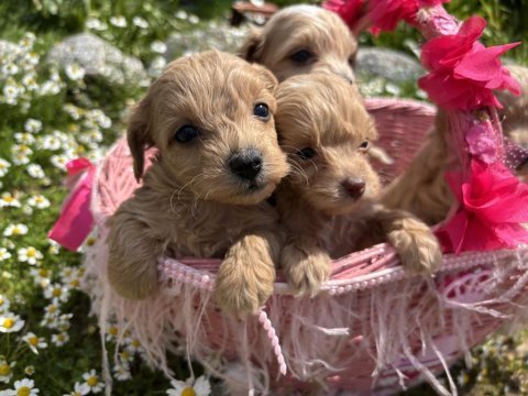 Maltipoo yavrularım