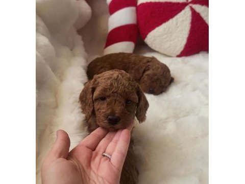 45 günlük poodle kahverengi bebekler