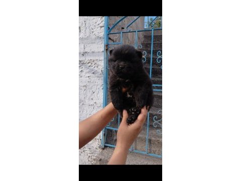 Çin aslanı köpeği