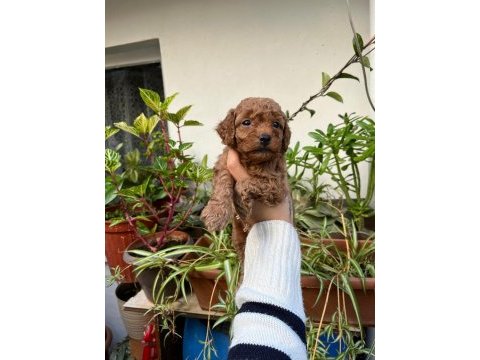 Mükemmel kalitede toy poodle minnoşlar
