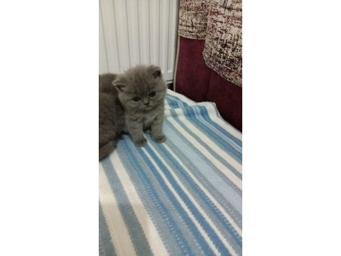 Minnoş orjinal kediler maraş merkez teslime hazır