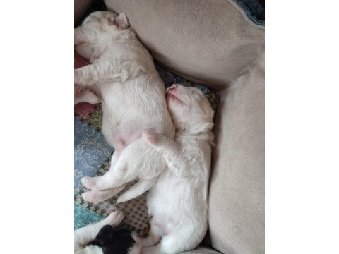 Tibet terrier 15 günlükler