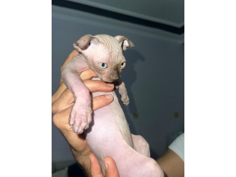 Lewkoy türkiyede çok nadir bulunan lewkoy sfenks bebek