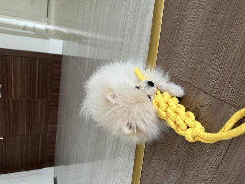 7 aylık sevimli pomeranian milky