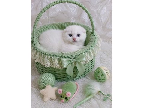 British ve scottish fold mavişler
