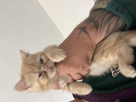 2 aylık exotic shorthair yavrular