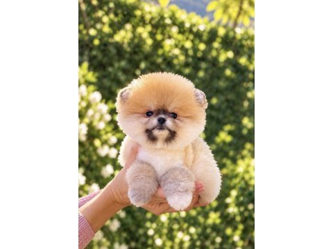 Portakal gibi dişi pomeranian boo