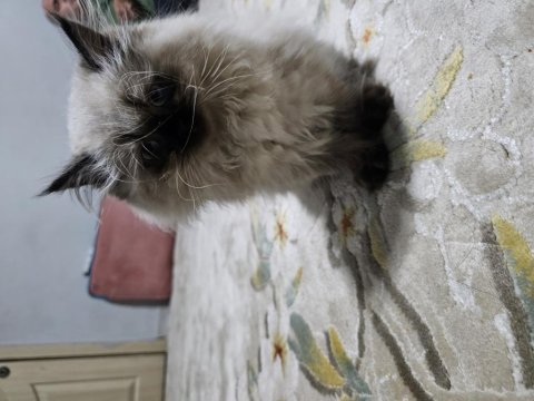 Safkan british shorthair yavruları