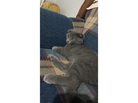 5 aylık dişi scottish fold