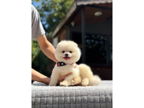 Sağlık ve ırk garantili pomeranian