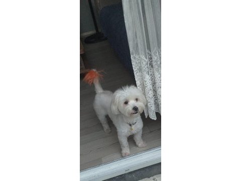 Maltese orijinal terrier 1 yaş