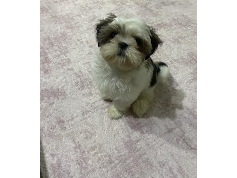 3 aylık dişi has shih-tzu
