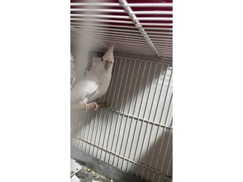 Albino sultan papağanı 1 yaşında dişi