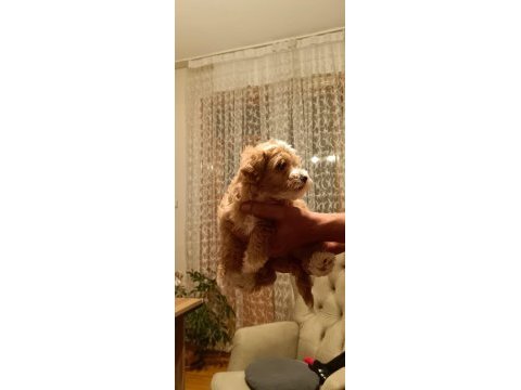 Maltipoo yavrular (sağlık ve ırk garantili)