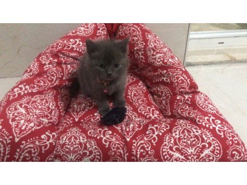 British shorthair yavrularımız yuvalarını arıyor