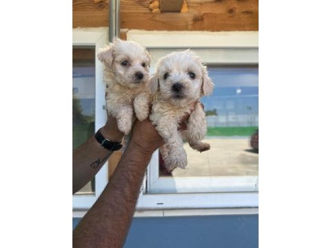 Maltipoo adrese teslim, kapıda ödeme yapabilirsiniz