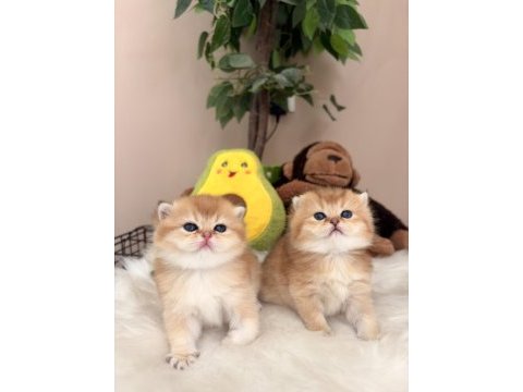 Golden british shorthair bebekler
