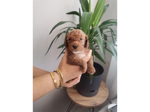450 gram dişi toy poodle